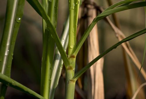 Sugar cane growing
